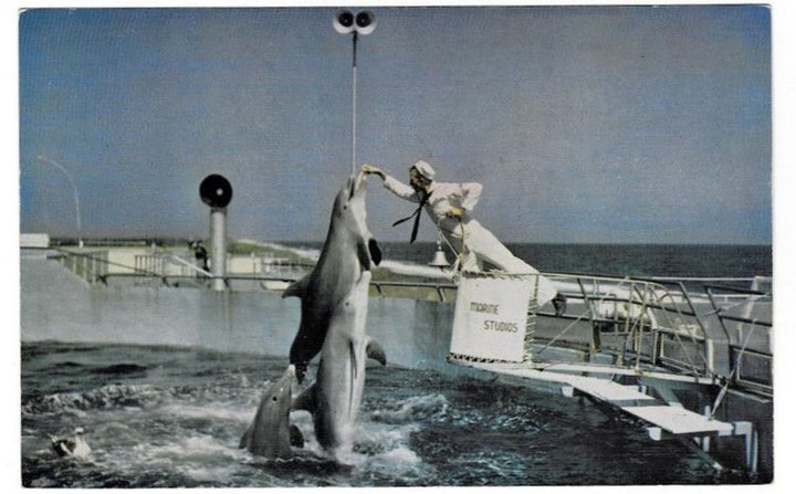 1950 Porpoise Feeding Marine Studios Florida Postcard