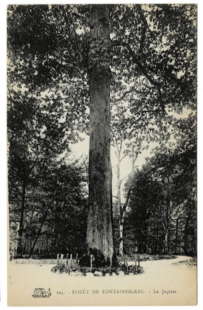 1909 Jupiter Oak Tree Fontainebleau France