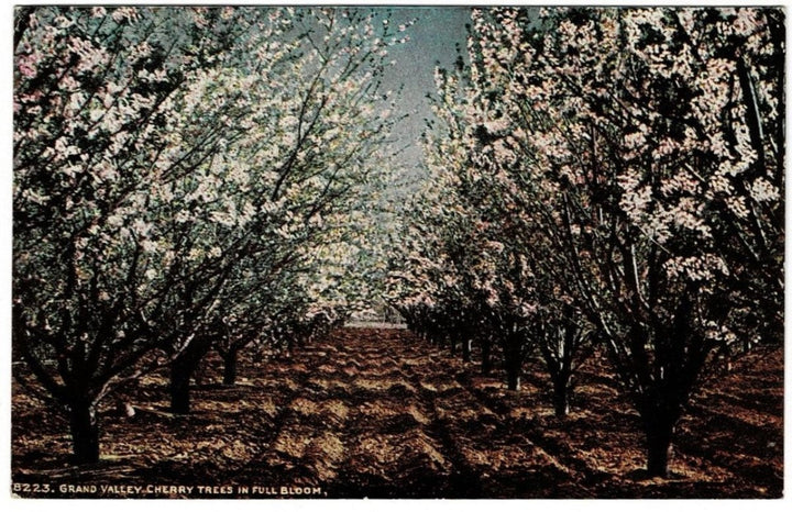 1907 Cherry Trees Grand Valley Colorado