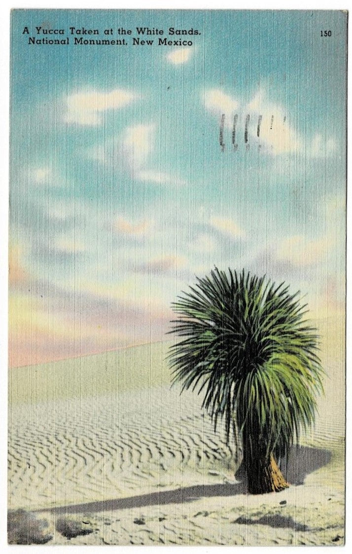 1953 White Sands Yucca New Mexico Flora Postcard