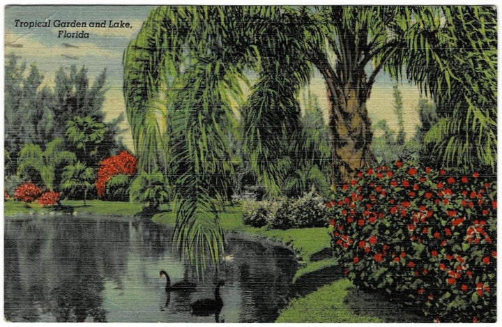 1951 Jungle Gardens Sarasota FL Postcard