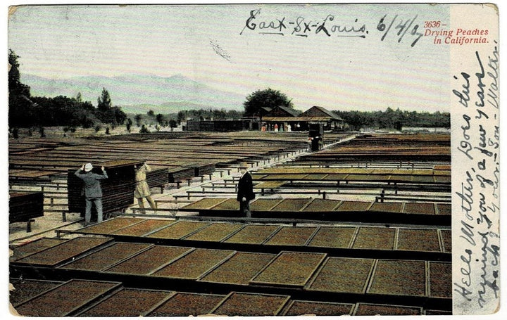 1907 Drying Peaches CA Postcard